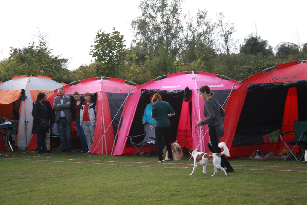 Kromfohrländer Ashia von der Kapuzineraue billede 30