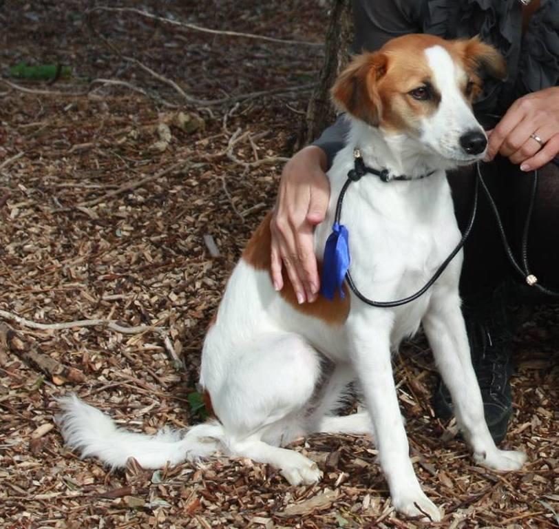 Kromfohrländer Ashia von der Kapuzineraue billede 29