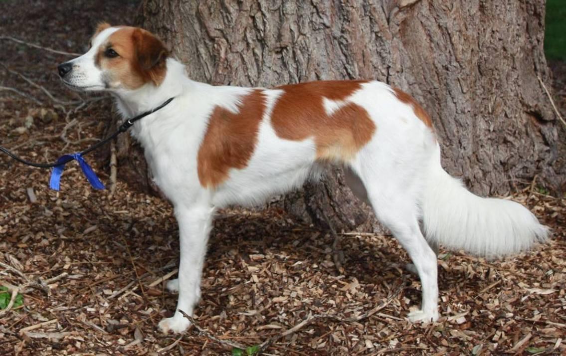 Kromfohrländer Ashia von der Kapuzineraue billede 15