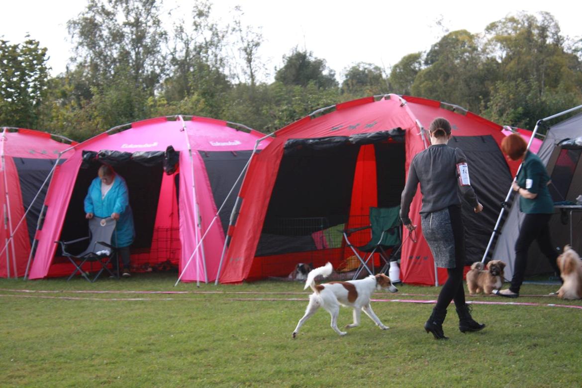Kromfohrländer Ashia von der Kapuzineraue billede 31