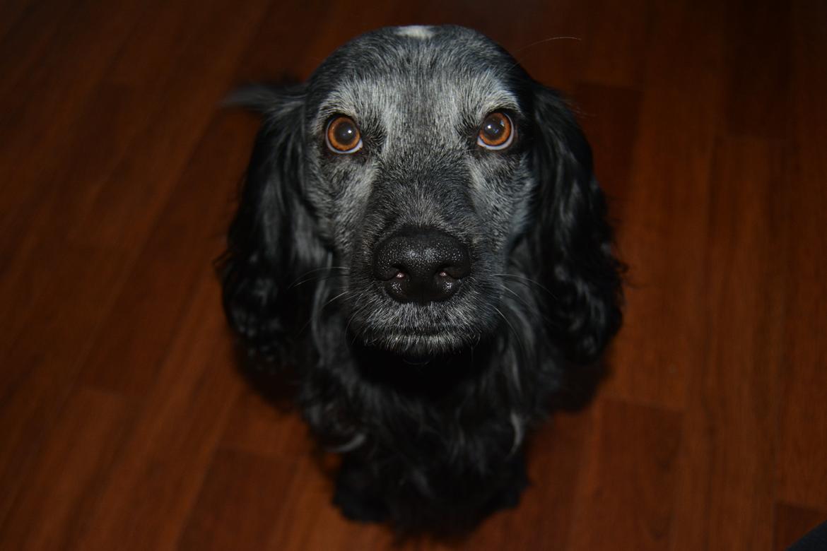 Cocker spaniel Fazer billede 1