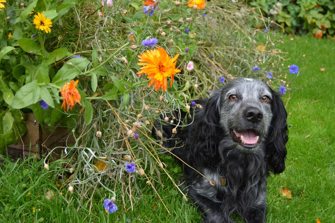 Cocker spaniel Fazer billede 2