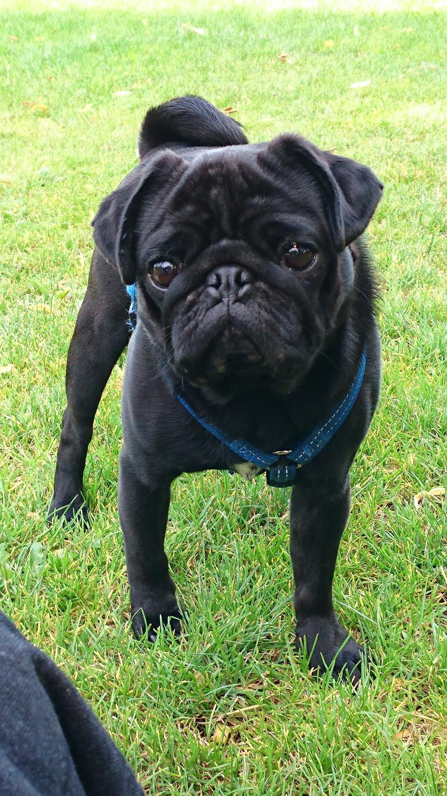 Mops Laban billede 2