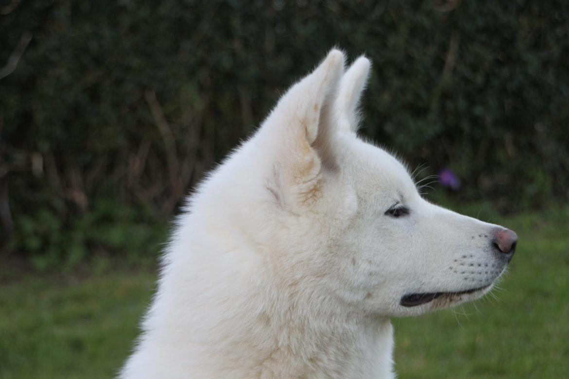 Akita inu Noa billede 2