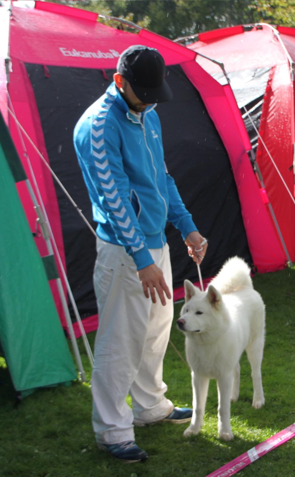 Akita inu Noa billede 3