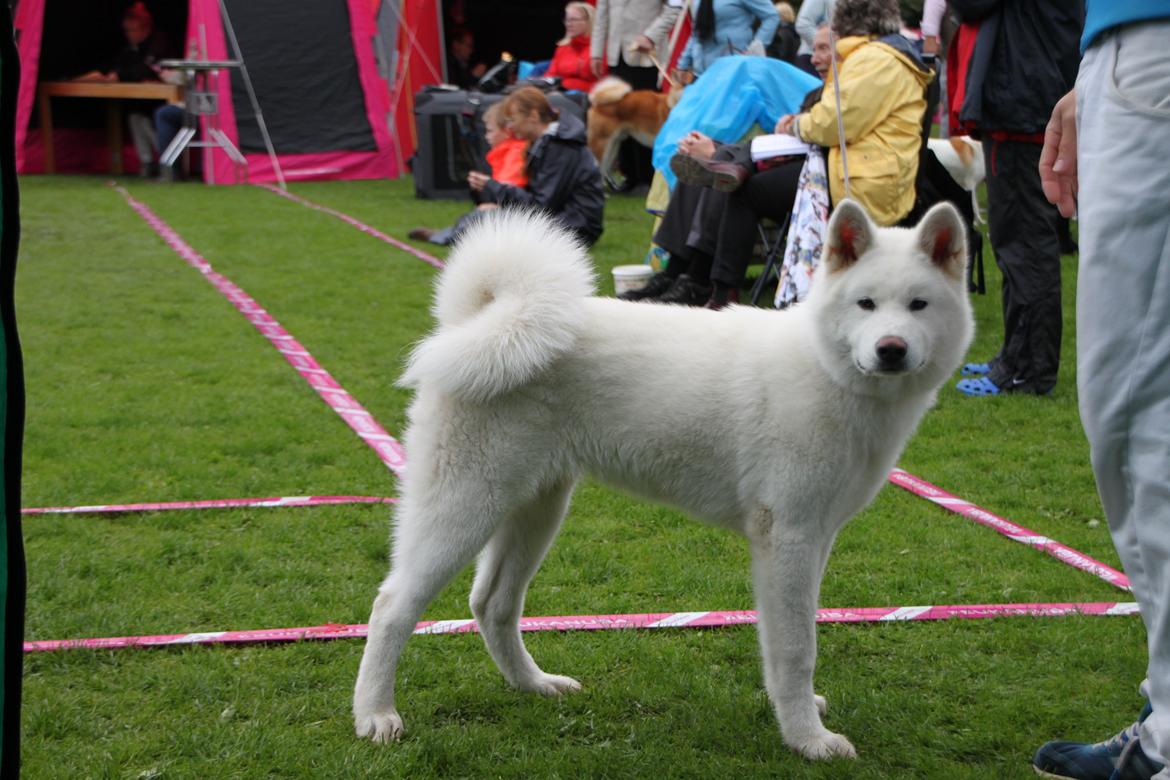 Akita inu Noa billede 4
