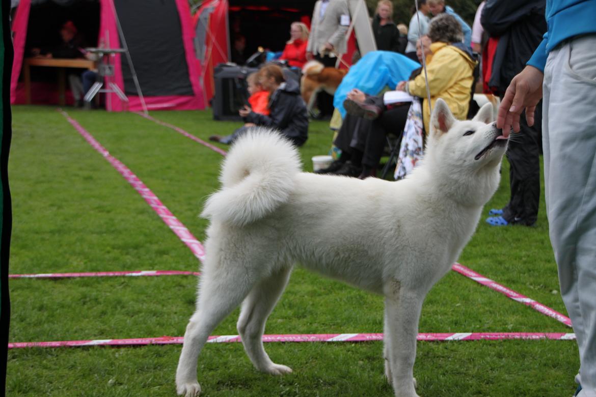 Akita inu Noa billede 5