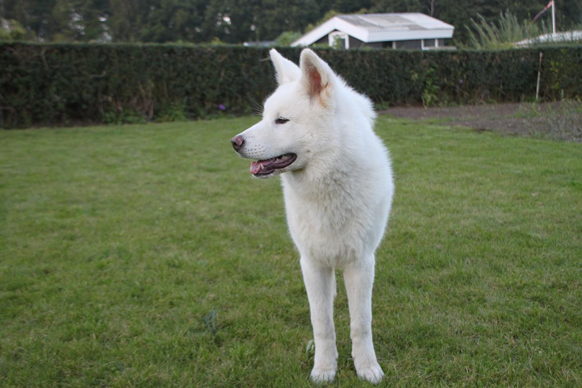 Akita inu Noa billede 6