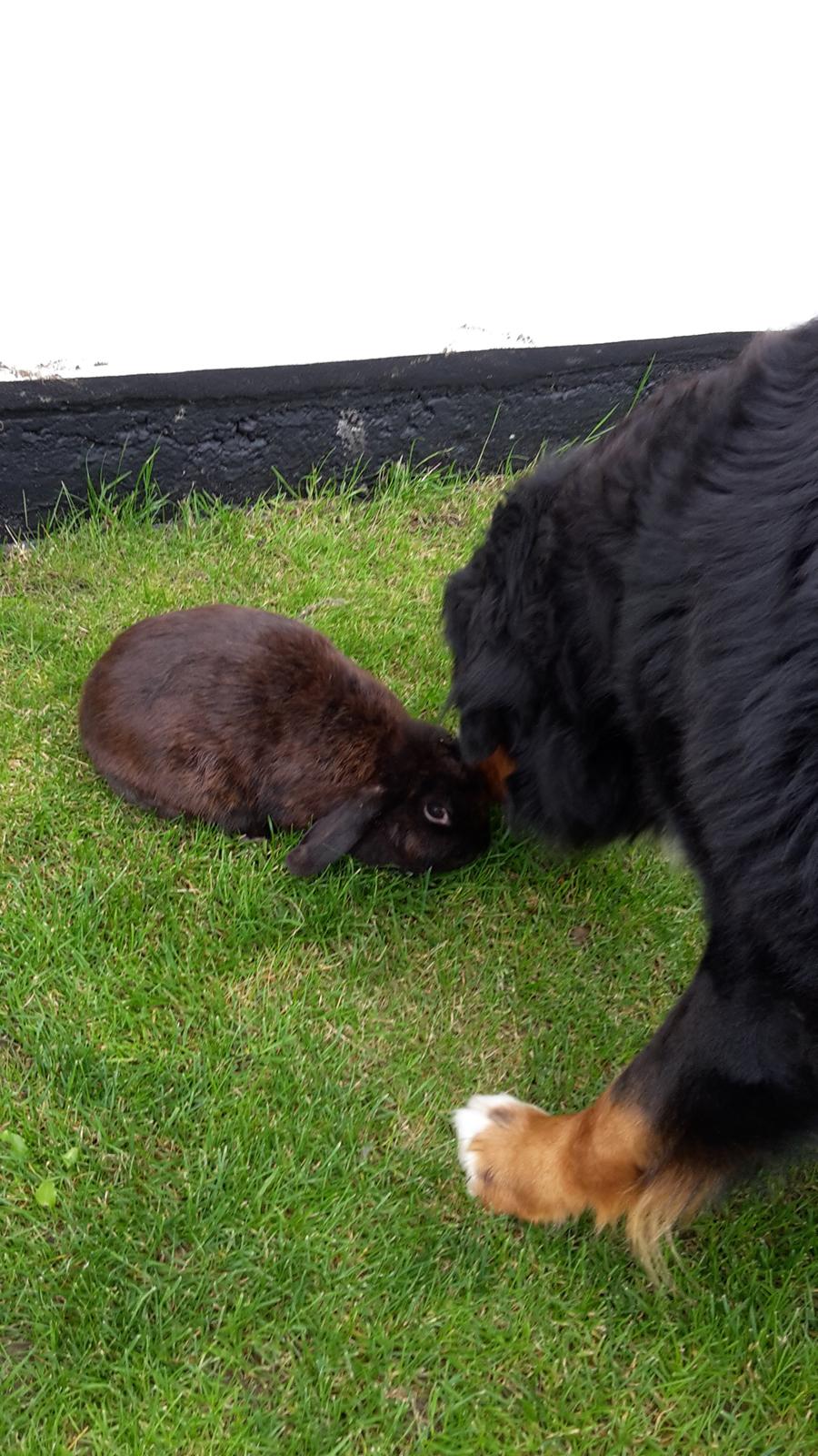 Berner sennenhund Balou - en af Balou's gode venner<3  billede 17