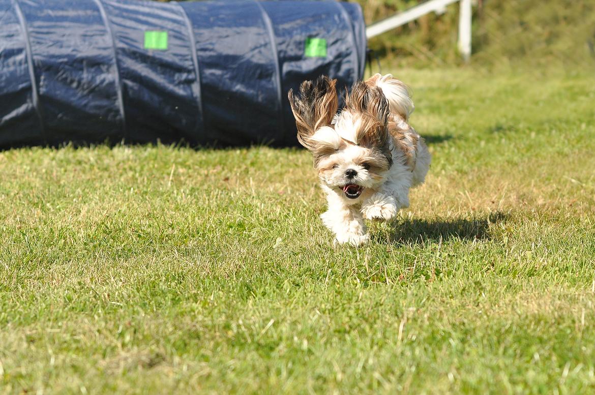 Shih tzu Aiyo billede 1