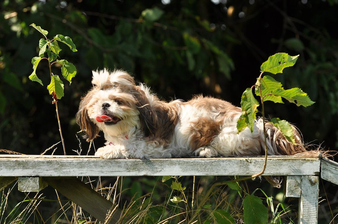 Shih tzu Aiyo billede 5