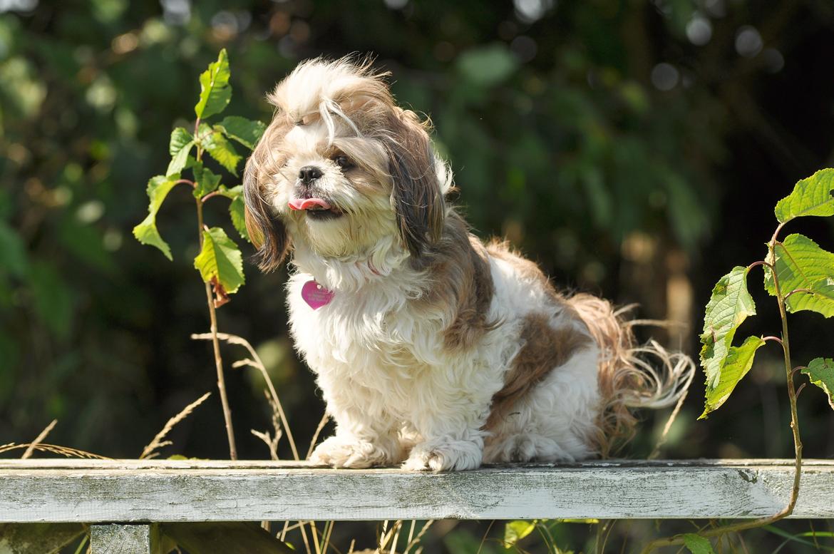 Shih tzu Aiyo billede 6