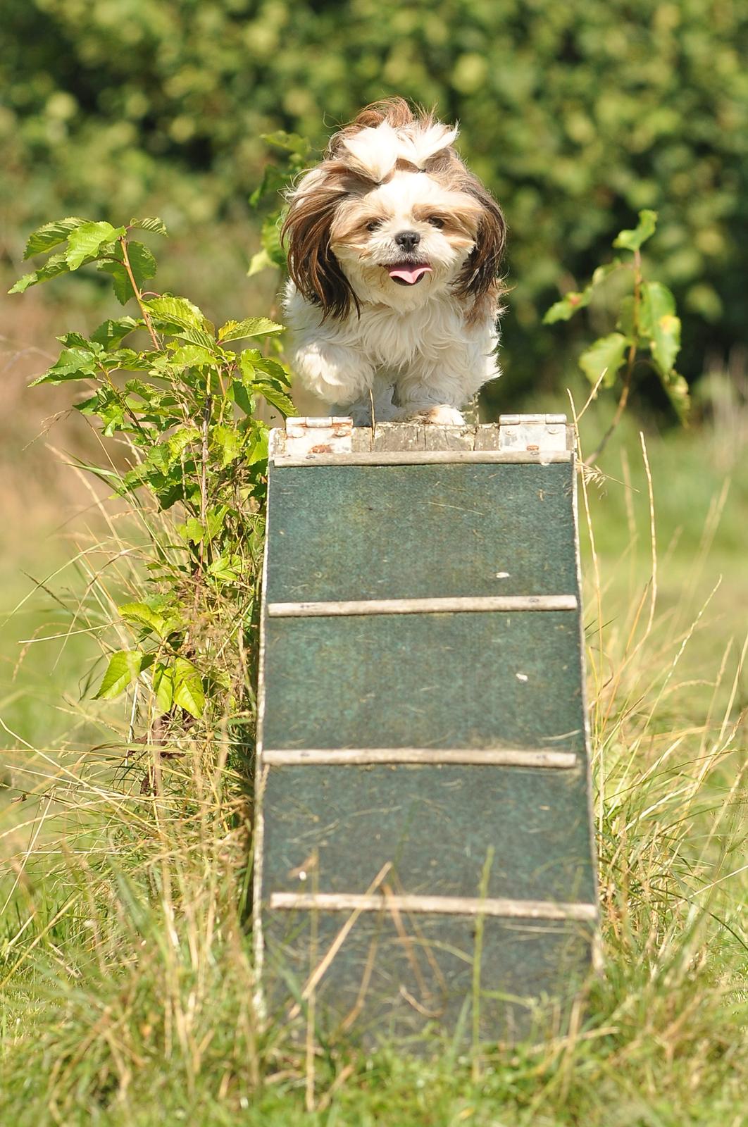 Shih tzu Aiyo billede 2