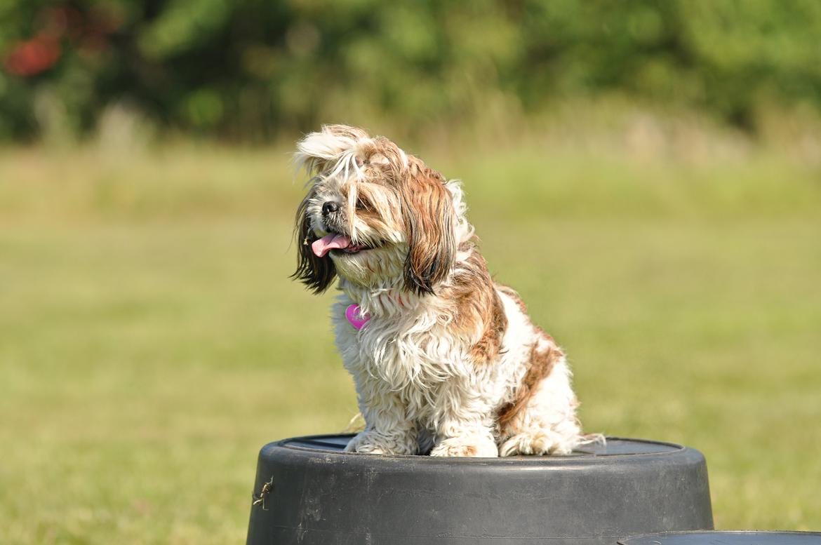 Shih tzu Aiyo billede 32