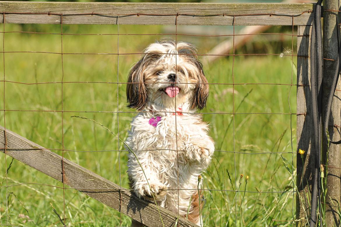 Shih tzu Aiyo billede 38