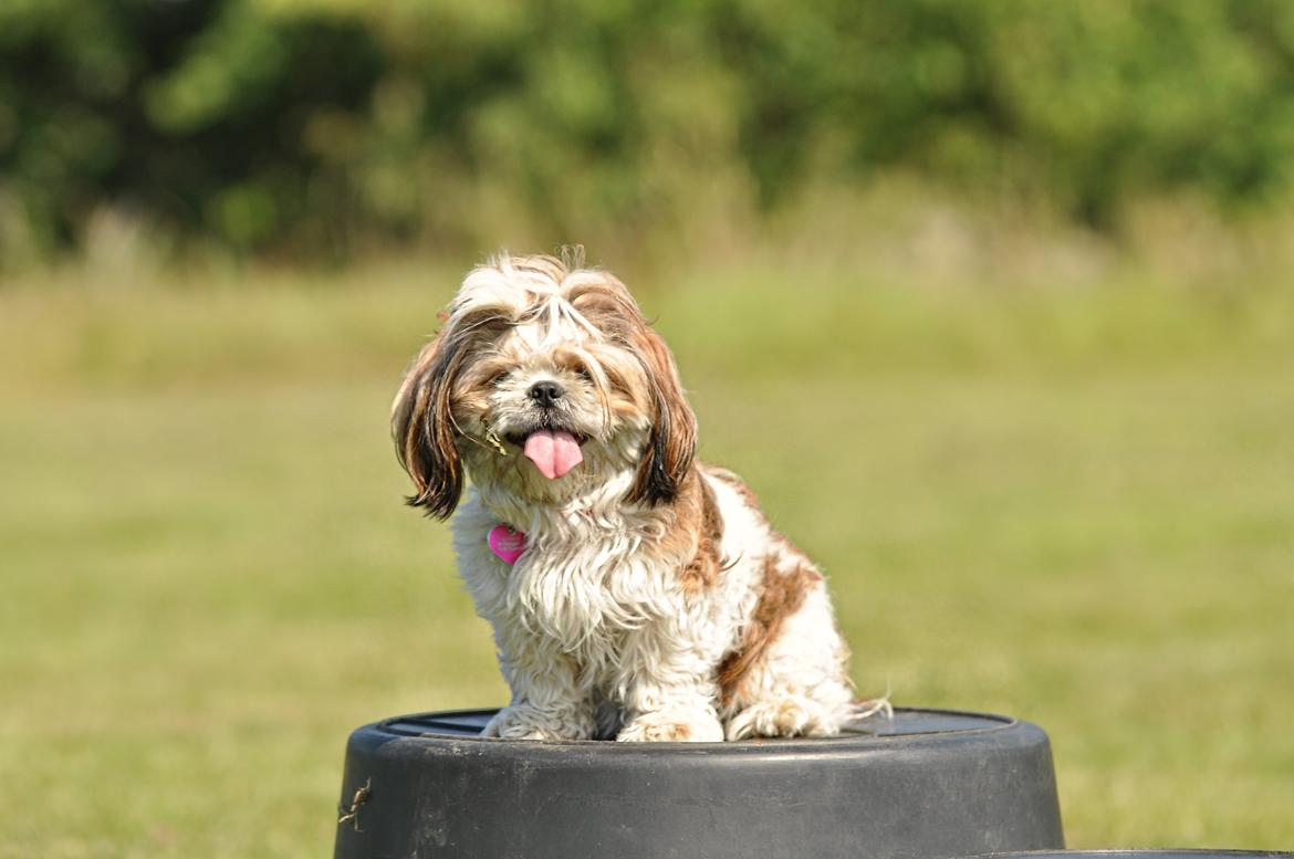 Shih tzu Aiyo billede 36