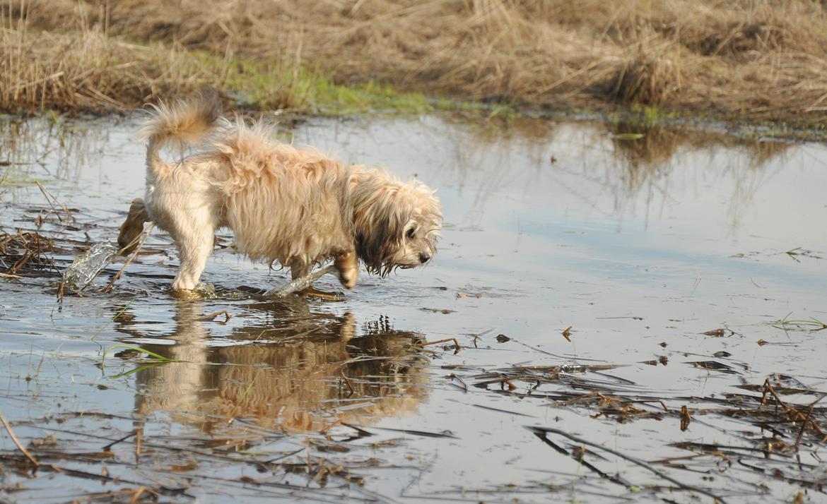 Løwchen Felix *Lions of Denmark Gipsy in gold* - Mit vandhul. Det er ret fedt. billede 27
