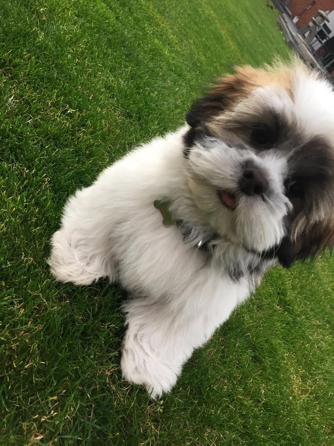 Lhasa apso Lucca billede 1