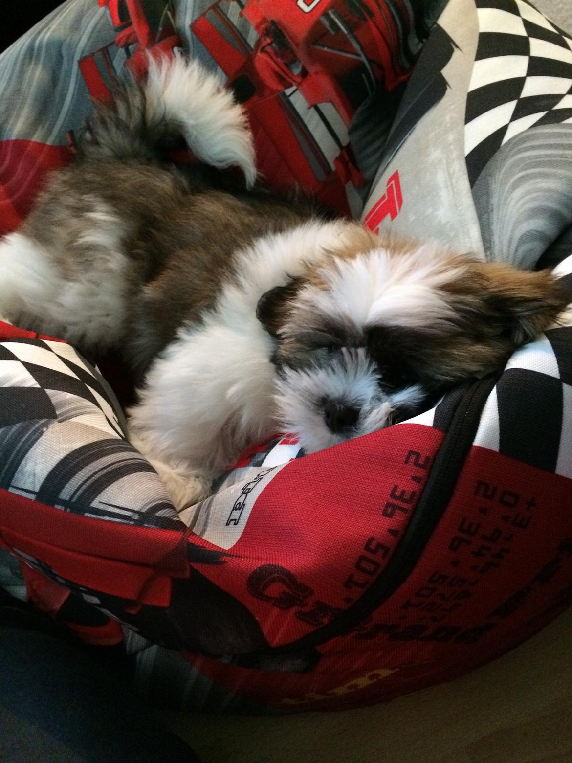 Lhasa apso Lucca billede 3