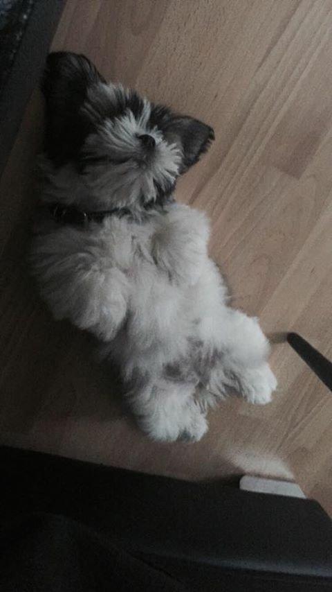 Lhasa apso Lucca - jeg er bare træt  billede 2