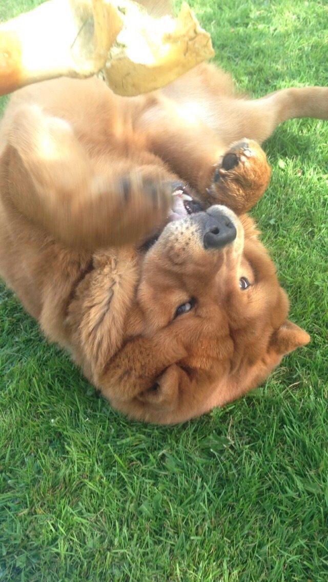 Chow chow Buller billede 4
