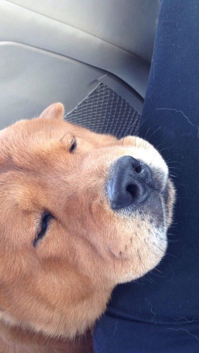 Chow chow Buller billede 5