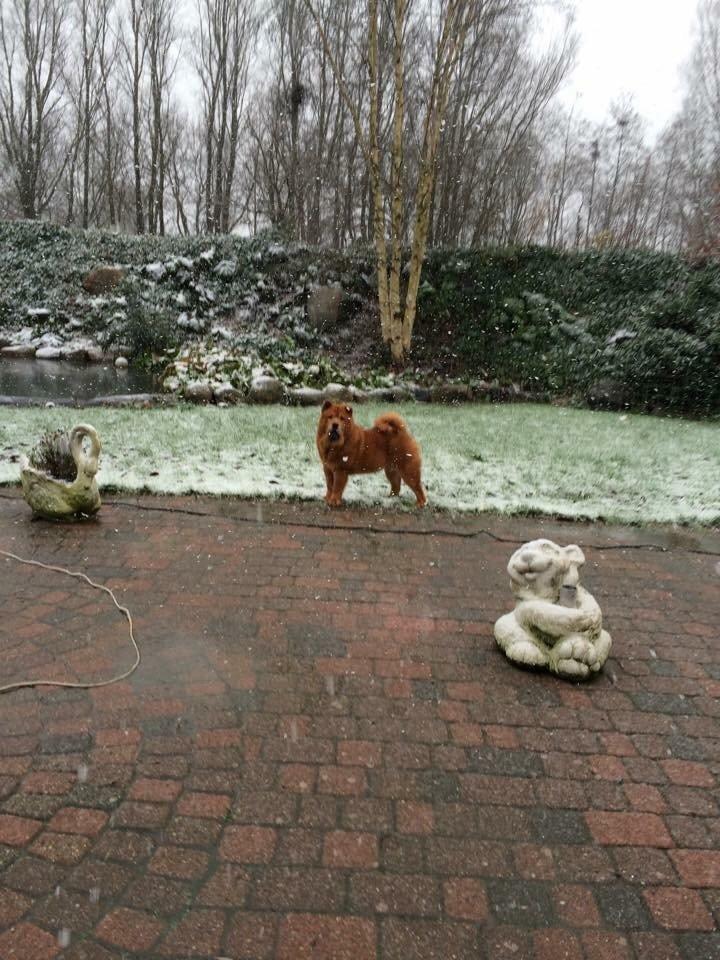 Chow chow Buller billede 6