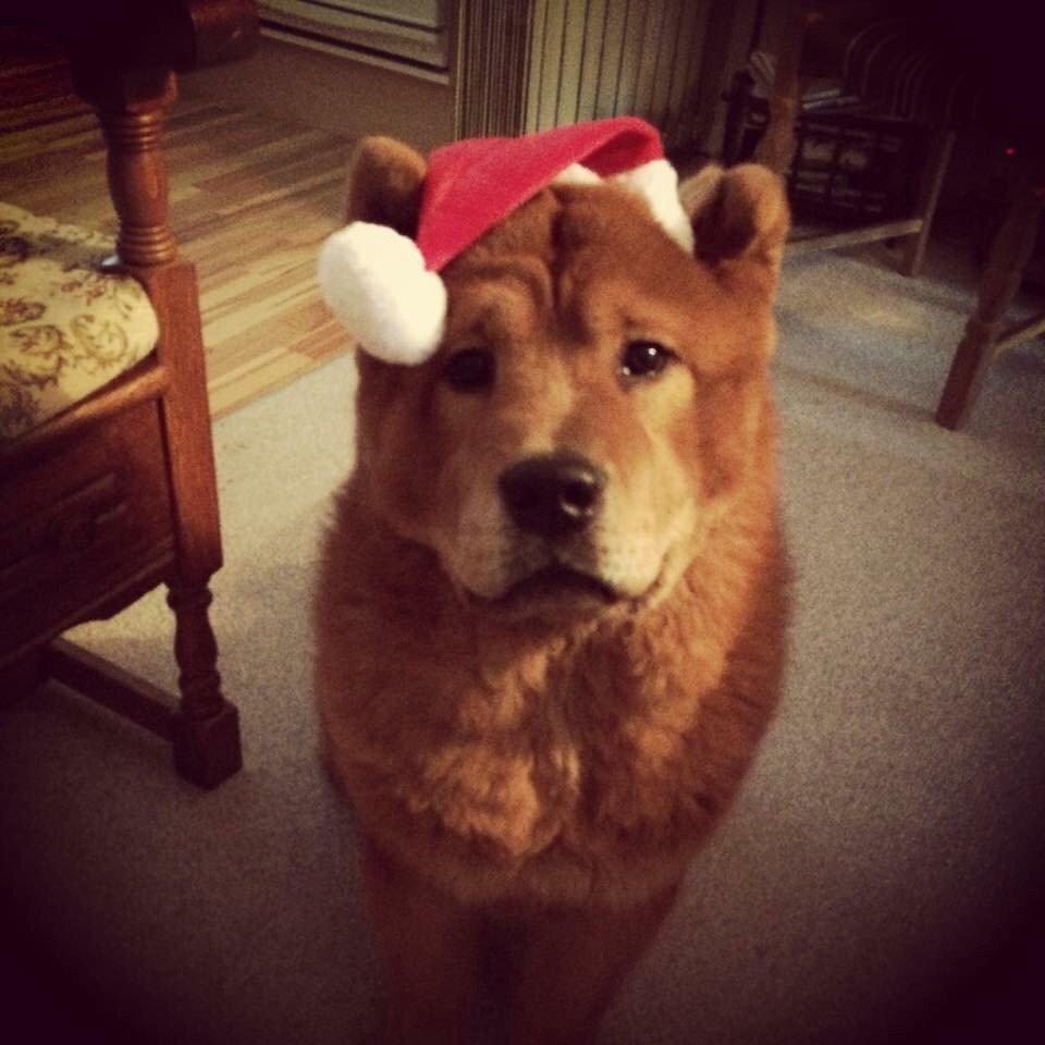 Chow chow Buller billede 7