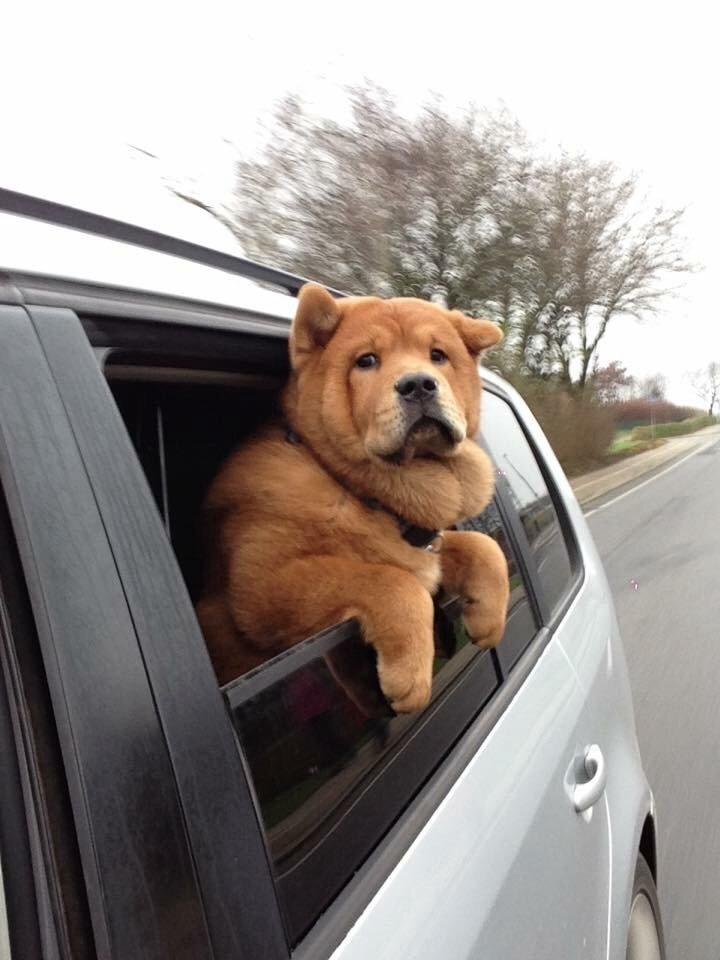 Chow chow Buller billede 8