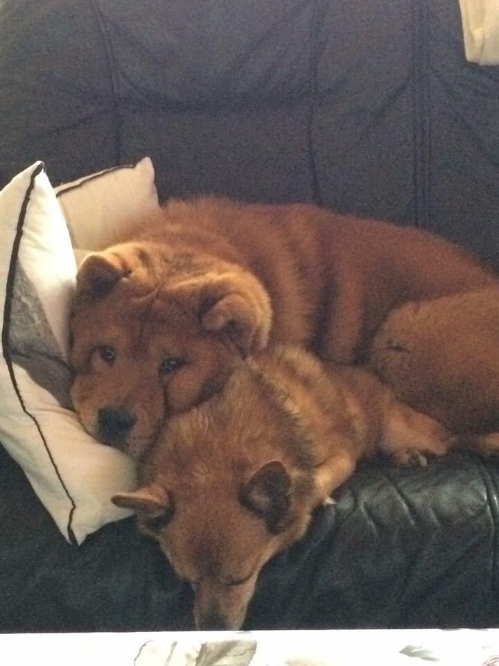 Chow chow Buller billede 9