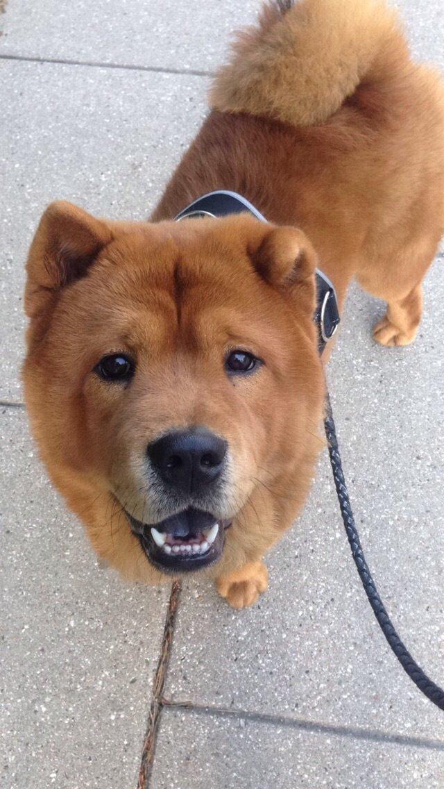 Chow chow Buller billede 2