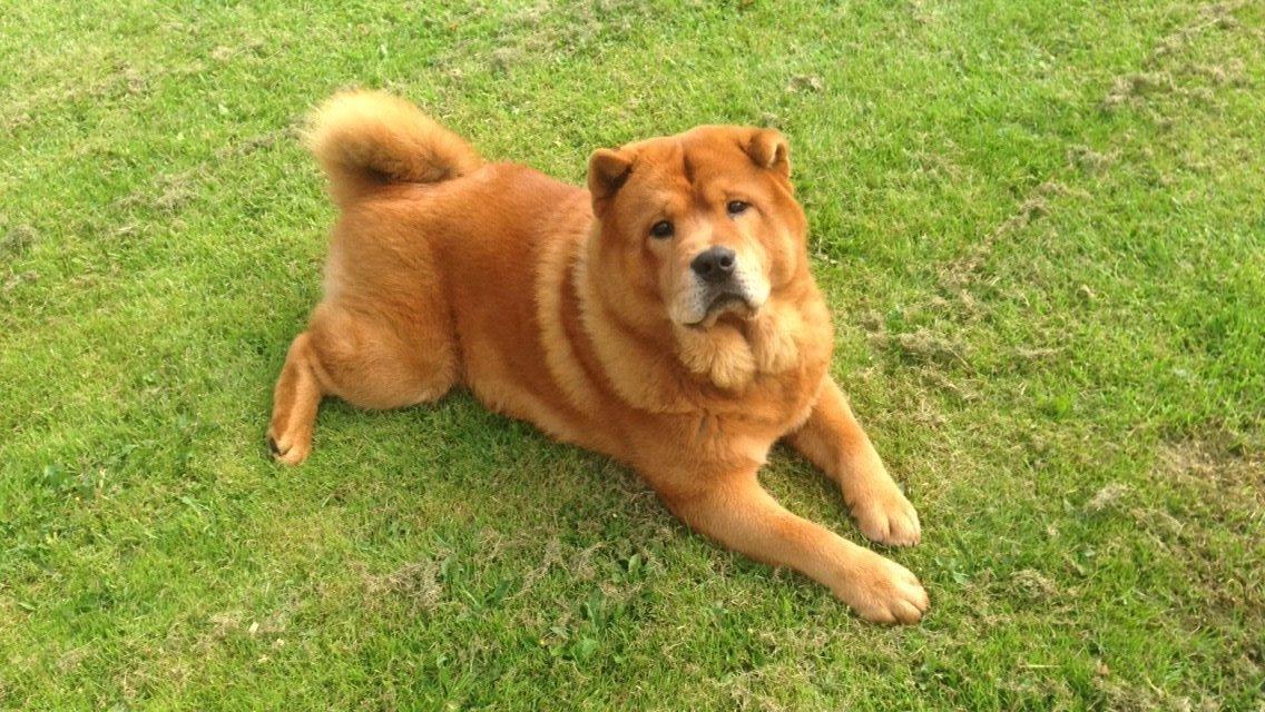 Chow chow Buller billede 3