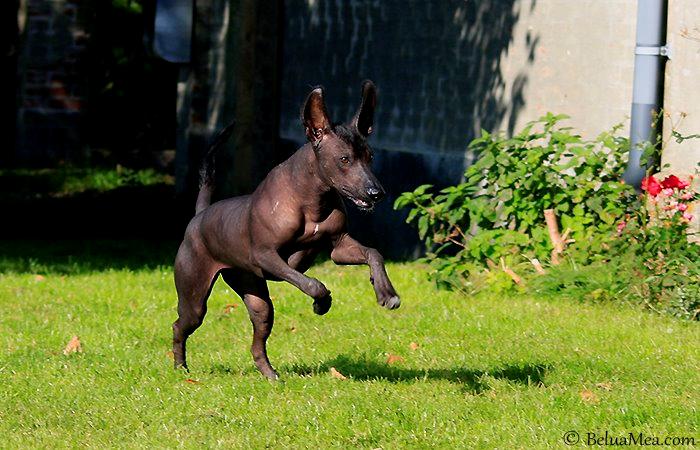 Peruviansk hårløs Diva billede 3