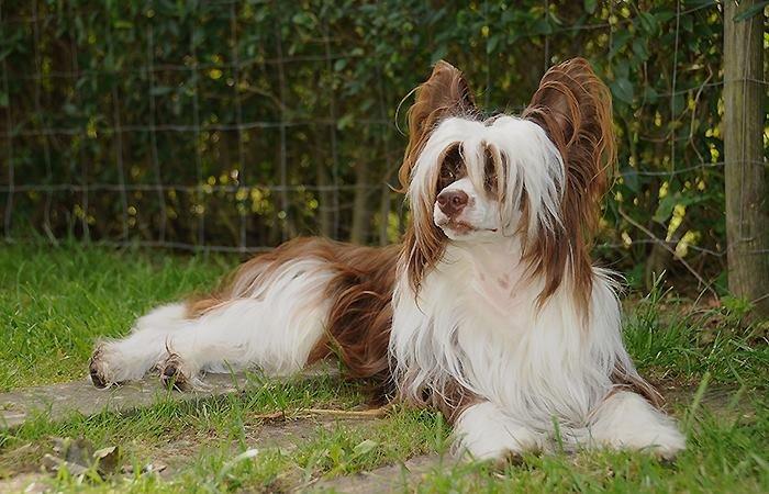 Chinese crested powder puff Fido - Billeder af hunde ...