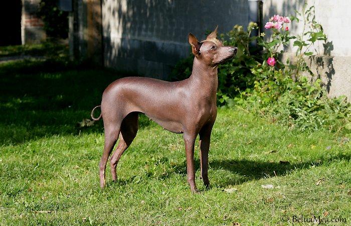 Peruviansk hårløs Barbie billede 1