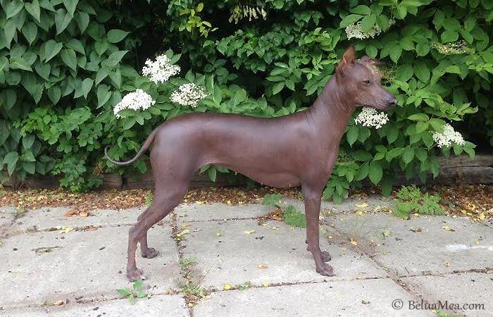 Peruviansk hårløs Barbie billede 2