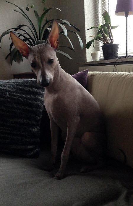 Peruviansk hårløs Barbie billede 6