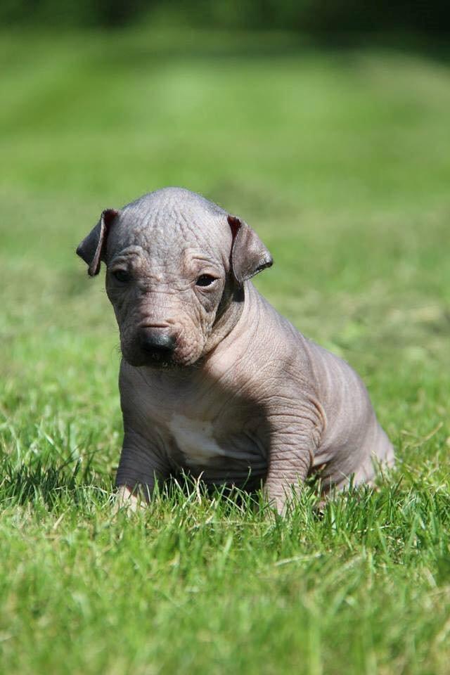 Peruviansk hårløs Barbie billede 10