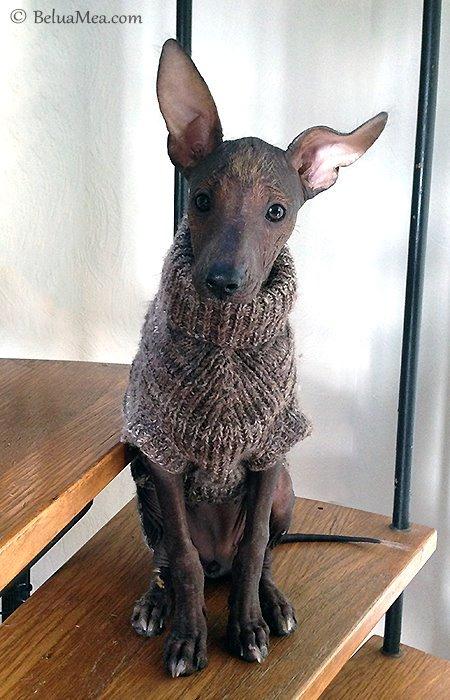 Peruviansk hårløs Barbie billede 9