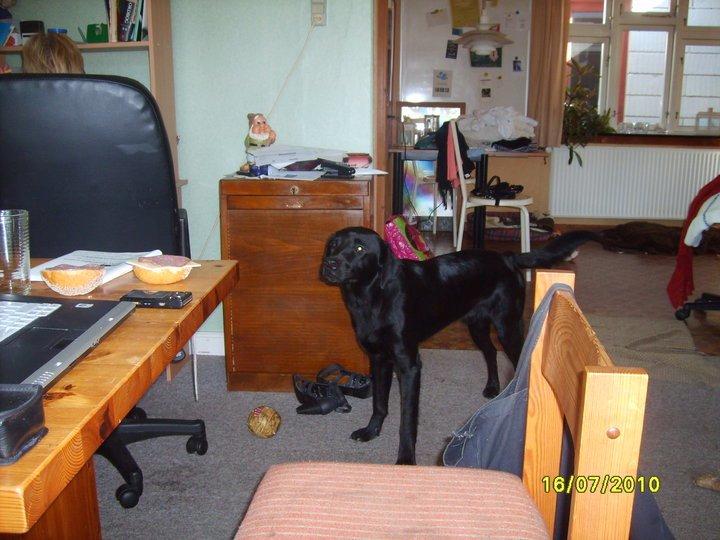 Labrador retriever Basse billede 1