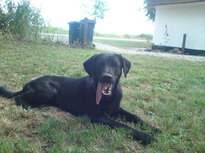 Labrador retriever Basse billede 3