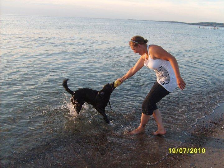 Labrador retriever Basse billede 4