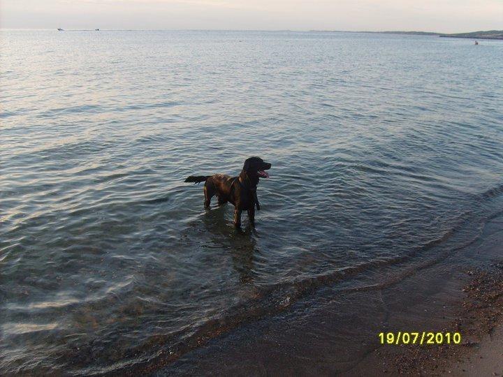 Labrador retriever Basse billede 5