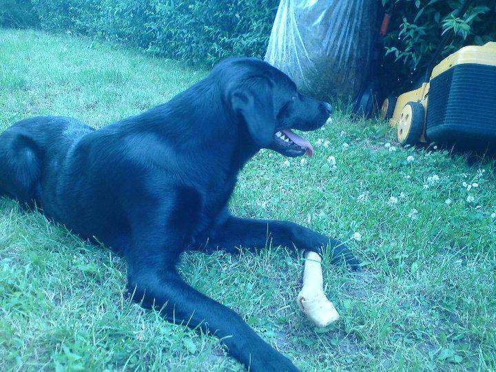 Labrador retriever Basse billede 6