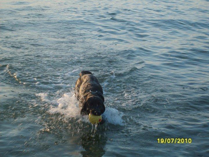 Labrador retriever Basse billede 7