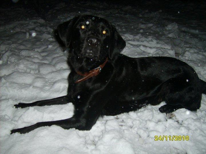 Labrador retriever Basse billede 8