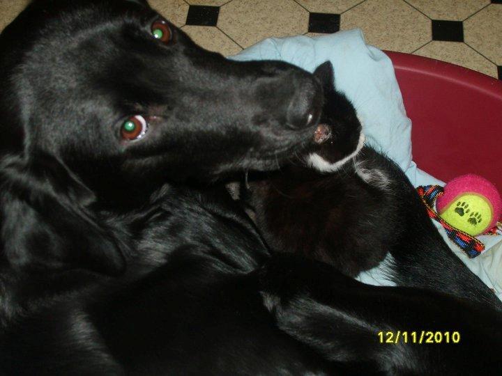 Labrador retriever Basse billede 9