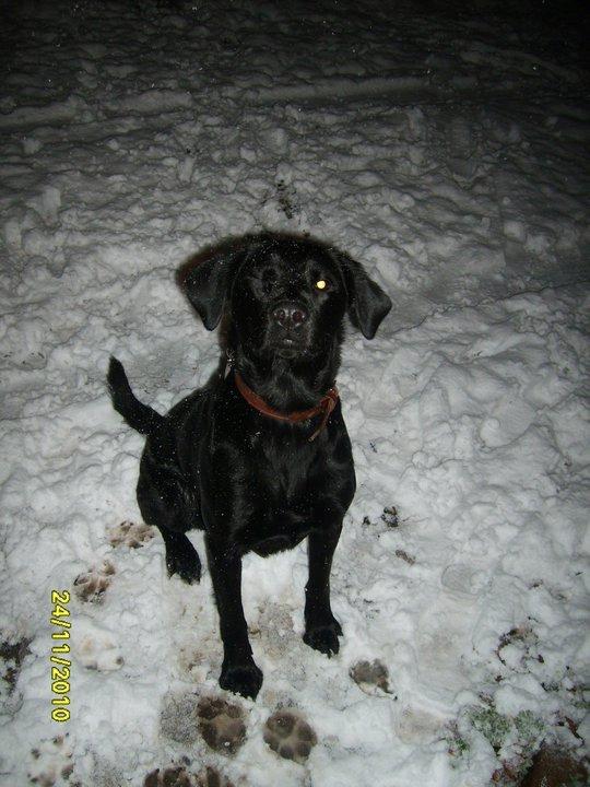 Labrador retriever Basse billede 10