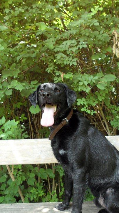 Labrador retriever Basse billede 11