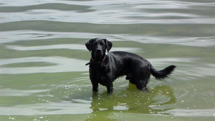 Labrador retriever Basse billede 12